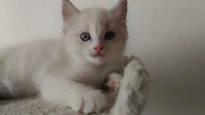 Ragdoll koťátka: kočička Yvette