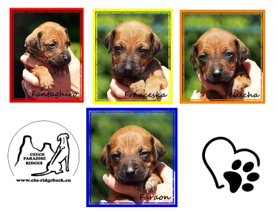 Rodéský ridgeback s PP