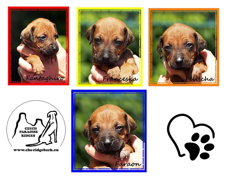 Rodéský ridgeback s PP
