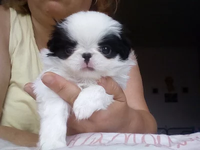 Japan chin kennel Věčné štěstí s P.P.