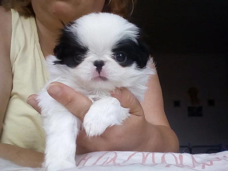 Japan chin kennel Věčné štěstí s P.P.