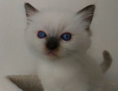 Ragdoll koťátka: kočička Yasminne.