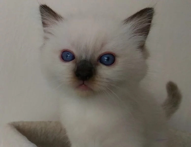Ragdoll koťátka: kočička Yasminne.