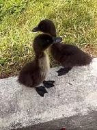 Prodám Pomořanské kachny