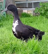 Prodám Pomořanské kachny