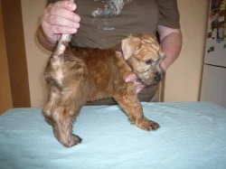 Zadám štěňátka Irish Soft Coated Wheaten terriera s PP