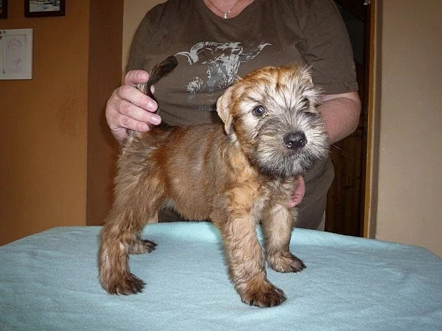 Zadám štěňátka Irish Soft Coated Wheaten terriera s PP
