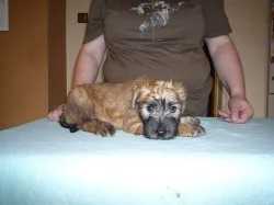 Zadám štěňátka Irish Soft Coated Wheaten terriera s PP