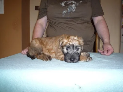 Zadám štěňátka Irish Soft Coated Wheaten terriera s PP