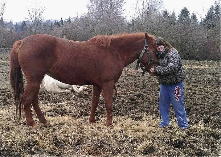Poptavka koně a ponyho