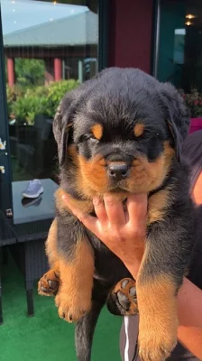 Čistokrevná štěnata - rottweiler