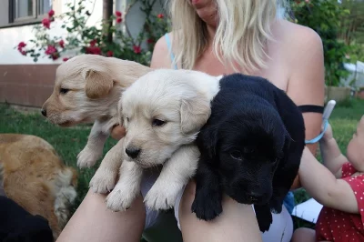 Prodám křížence labradora a hovawarta