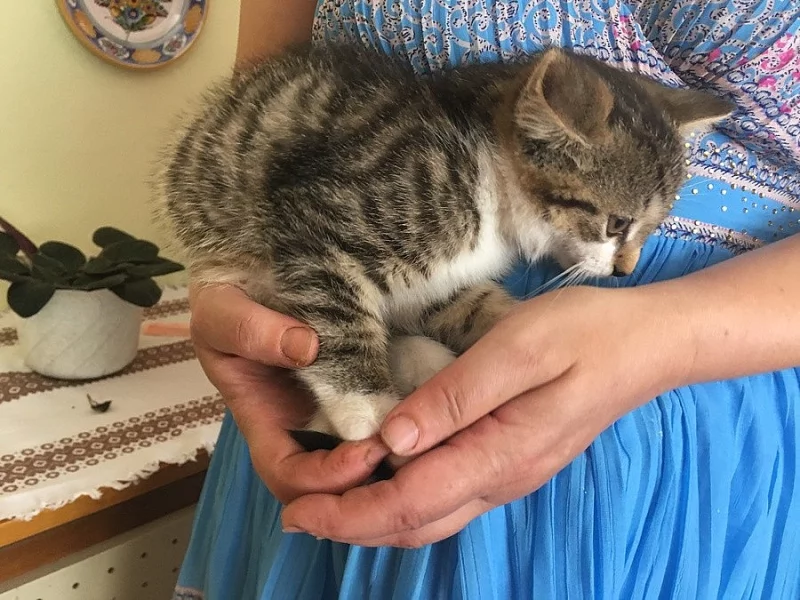 Daruji krasneho kocourka