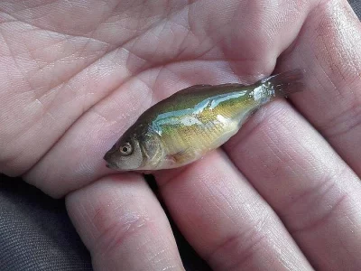 Rychlený plůdek kapra 4-5cm.