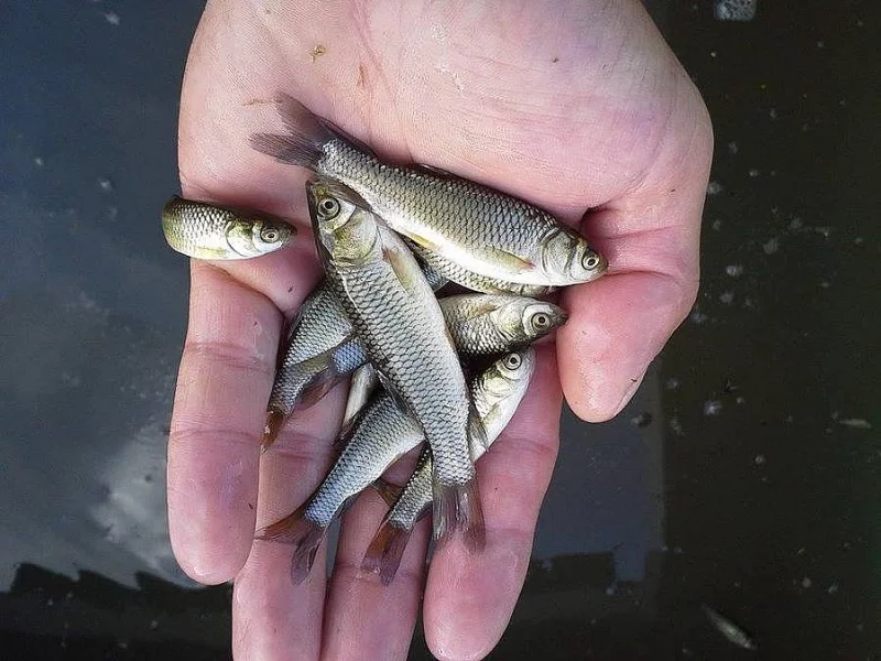 Rychlený plůdek amura