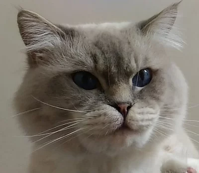 Ragdoll koťátka s PP.