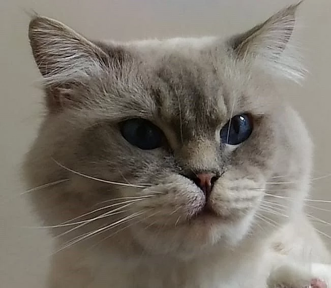 Ragdoll koťátka s PP.