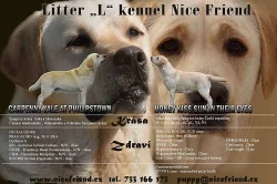 Štěňátka labradorů a zlatých retrívrů