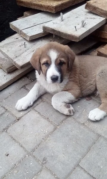 Prodám štěně pejska středoasijský pastevecký pes