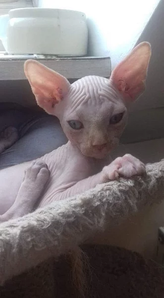 Sphynx
