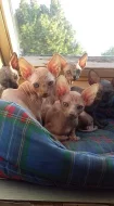 Sphynx
