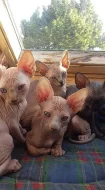Sphynx