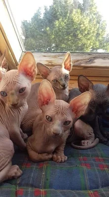 Sphynx