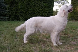 Zlatý retriever - štěňátka s PP