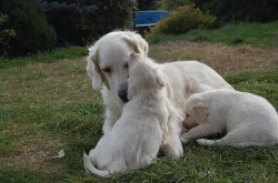 Zlatý retriever - štěňátka s PP
