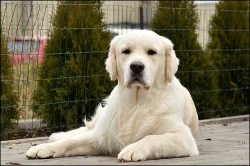 Zlatý retriever - štěňátka s PP