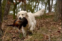 Zlatý retriever - štěňátka s PP