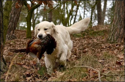 Zlatý retriever - štěňátka s PP