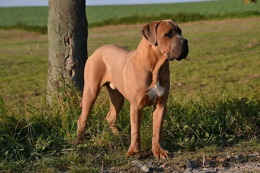 Cane corso