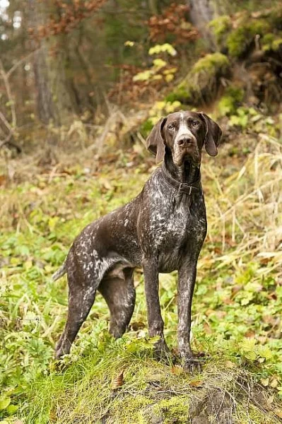 Štěňata německého krátkosrstého ohaře - barva hnědý bělouš
