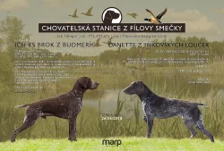 Štěňata německého krátkosrstého ohaře - barva hnědý bělouš