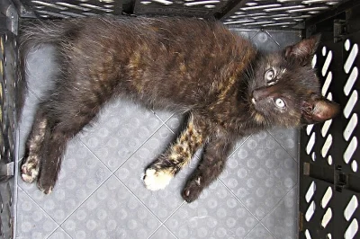 Daruji koťata