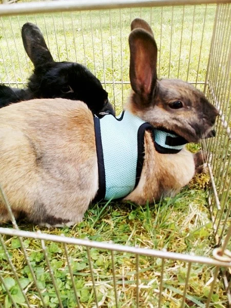Prodám dva roční zakrslé králíčky