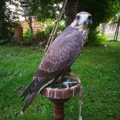 Sokol raroh /falco cherrug/