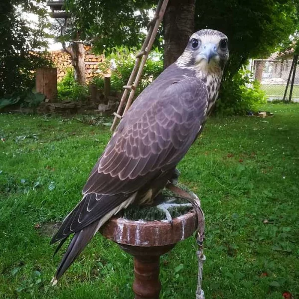 Sokol raroh /falco cherrug/