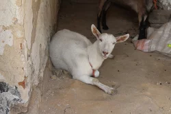 Koza bílá a hnědá
