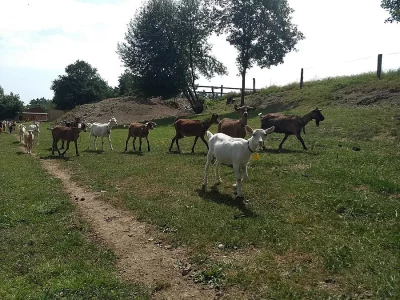 Prodám kozy