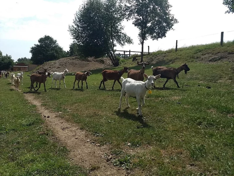 Prodám kozy