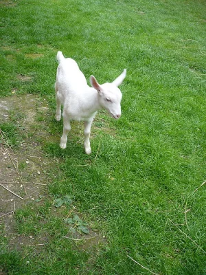 prodám krotkého hodného kozlíka na chov