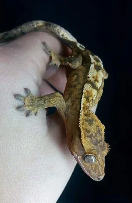 Pagekon řasnatý