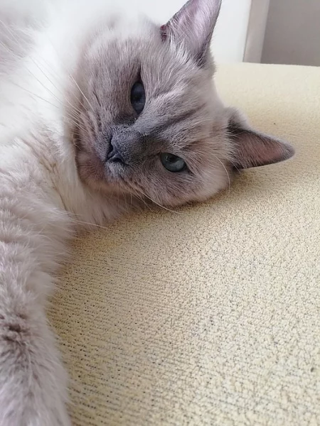 Ragdoll s PP