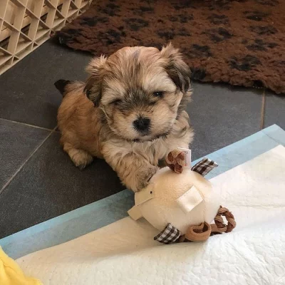 Nádherné shih tzu štěňata jsou připraveni