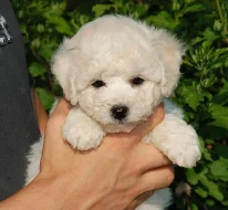 Bichon Frise