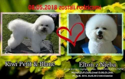 Bichon Frise