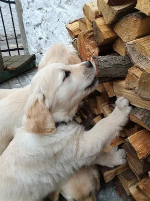 Štěňata Zlatého retrívra - rezervace