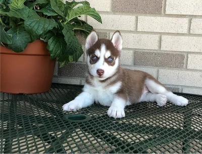 Sibiřský husky